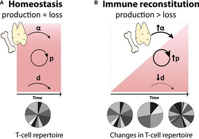 Are homeostatic mechanisms aiding the reconstitution of the T-cell pool during lymphopenia in humans?